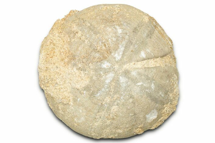 Jurassic Sea Urchin (Clypeus) Fossil - England #325938